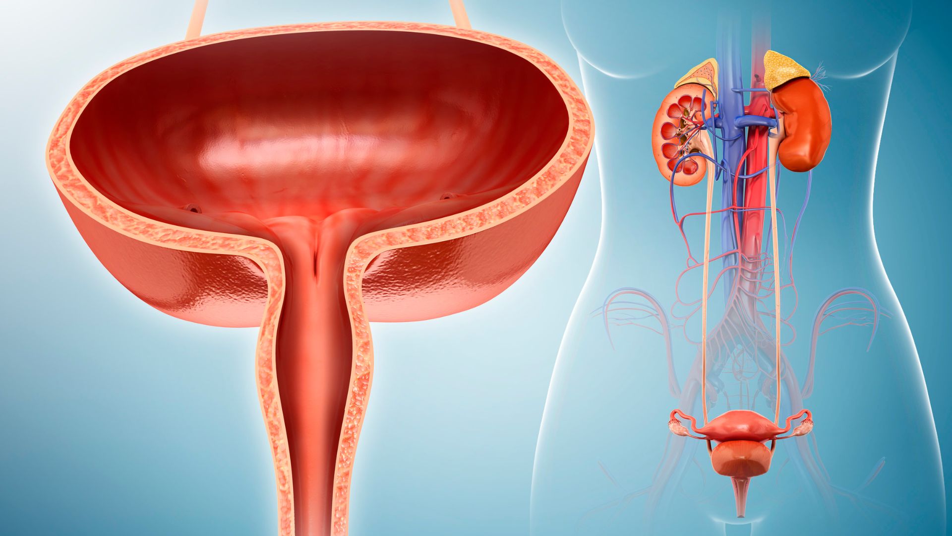 PASSAGEM E CUIDADOS COM SONDA VESICAL DE DEMORA (SVD), SONDA VESICAL DE ALÍVIO (SVA) E IRRIGAÇÃO CONTINUA